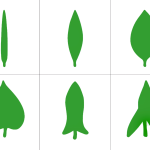 Le cabinet des feuilles