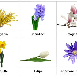 carte de nomenclature montessori